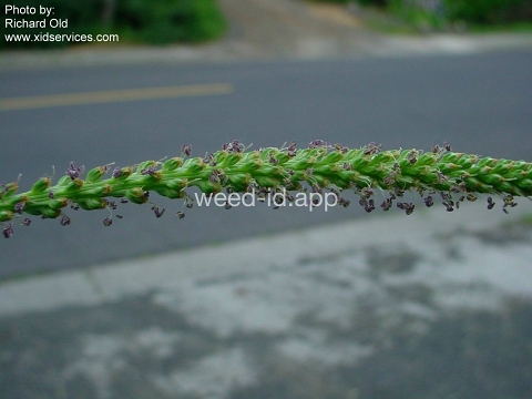plantain, broadleaf